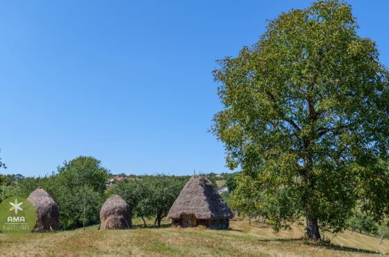 Un colț de Rai în Aspra, Maramureș – șura veche acoperită cu fân