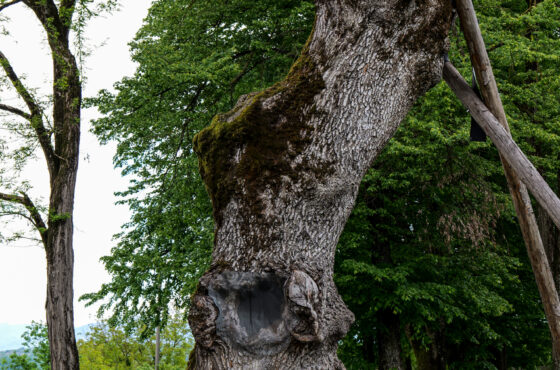 Castelul Teleki - Muzeul Petőfi Sándor - Coltău, Maramureș