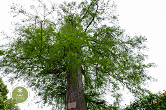 Castelul Teleki - Muzeul Petőfi Sándor - Coltău, Maramureș