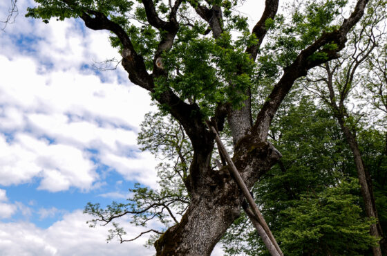 Castelul Teleki - Muzeul Petőfi Sándor - Coltău, Maramureș